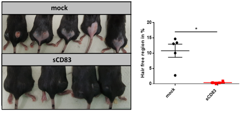Figure 1: Hair regrowth is boosted in sCD83-treated mice.