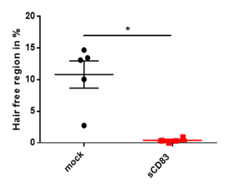 Scatter plot showing two groups ('mock' and 'sCD83') representing the percentage of hair-free regions. The 'mock' group (black dots) shows greater variation and higher values, while the 'sCD83' group (red squares) is close to zero. An asterisk (*) indicates a statistically significant difference between the groups.